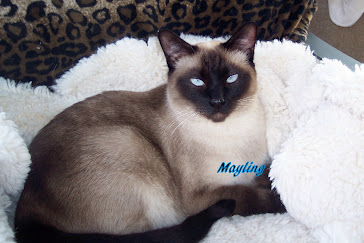 Mayling  "My first Siamese Queen ".