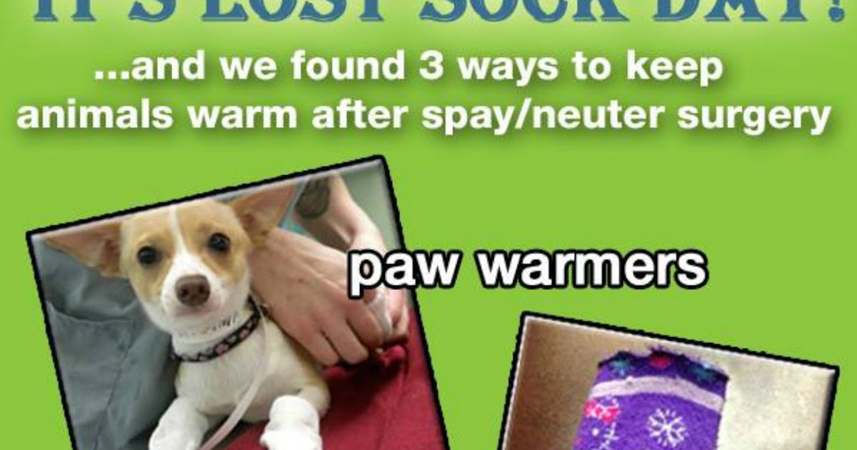 Melissa's Mochas, Mysteries and Meows Sock Singletons Help Shelter