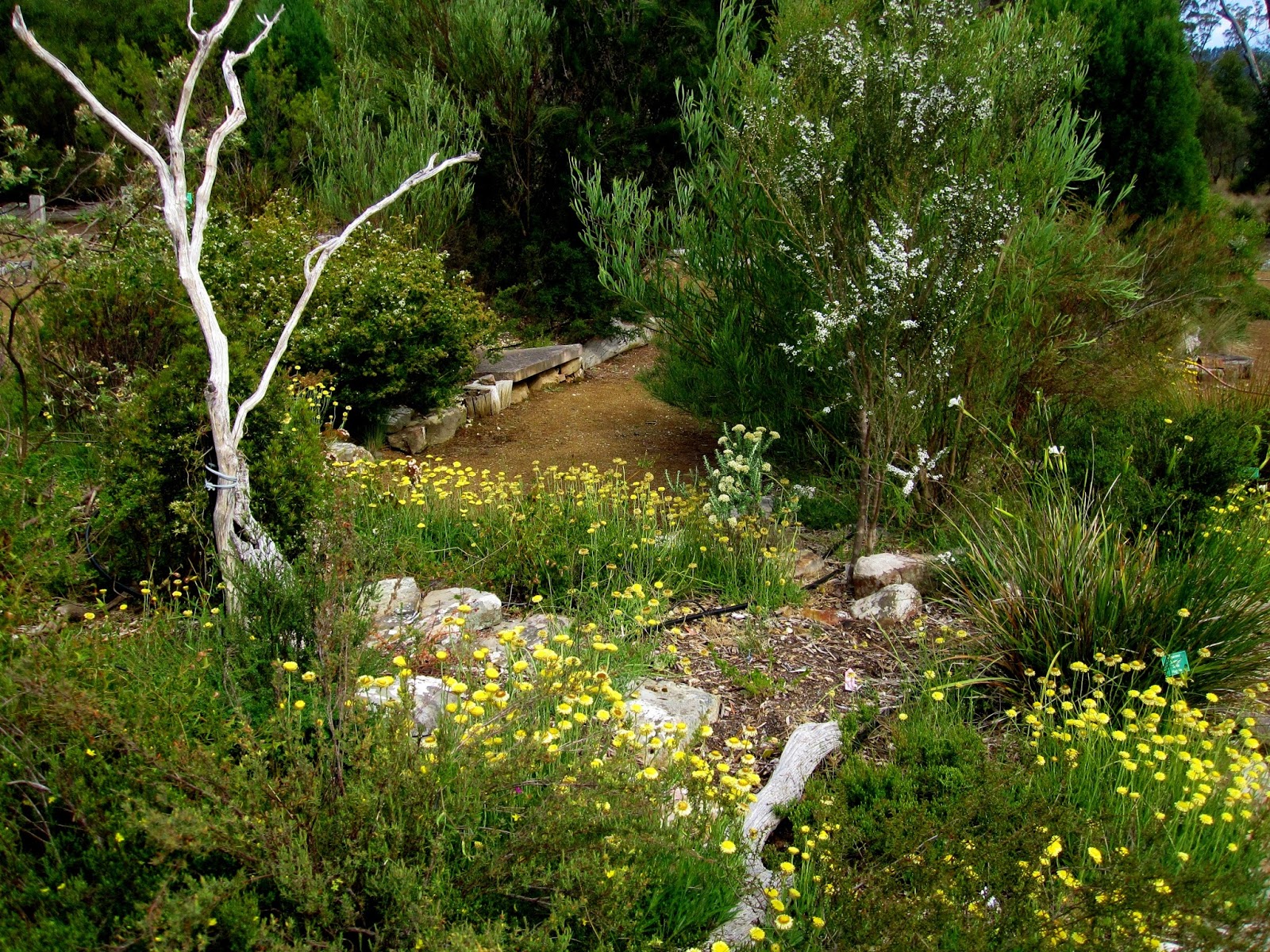 Veronika Wild Two Native Gardens 2 The Tasmanian Bushland Garden Buckland