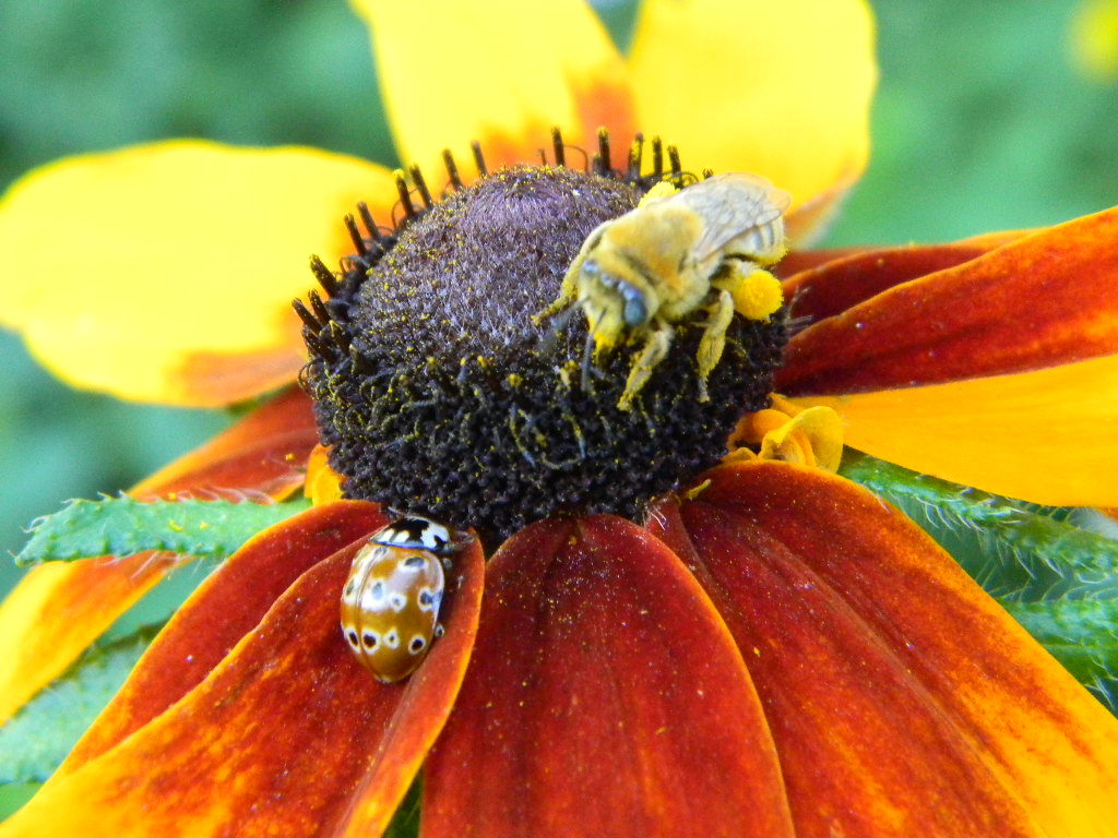 Bees, Birds, Berries, and Blooms! Beee..utiful