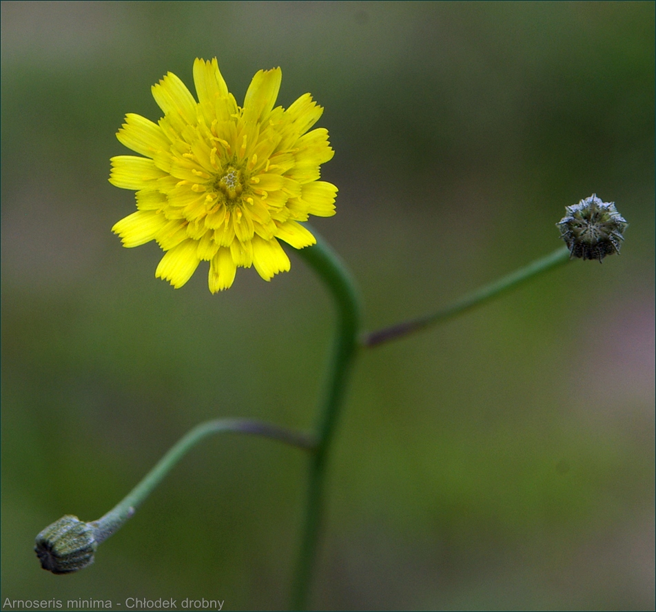 Arnoseris minima - Chłodek drobny kwiat