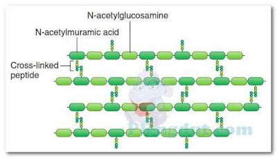 Structure of peptidoglycan. The peptidoglycan (murein) layer in a bacterial cell is a crystal lattice. Polysaccharide chains consisting of two alternating amino sugars are attached to a short peptide chain. Some of the peptide chains of one polysaccharide chain are cross-linked to peptide chains of another polysaccharide chain, thus producing a three-dimensional lattice structure. (Redrawn from Engleberg NC, et al. Schaechter’s Mechanisms of Microbial Disease. 5th ed. Philadelphia, PA: Lippincott Williams & Wilkins; 2013.) Structure of peptidoglycan. The peptidoglycan (murein) layer in a bacterial cell is a crystal lattice. Polysaccharide chains consisting of two alternating amino sugars are attached to a short peptide chain. Some of the peptide chains of one polysaccharide chain are cross-linked to peptide chains of another polysaccharide chain, thus producing a three-dimensional lattice structure. (Redrawn from Engleberg NC, et al. Schaechter’s Mechanisms of Microbial Disease. 5th ed. Philadelphia, PA: Lippincott Williams & Wilkins; 2013.)