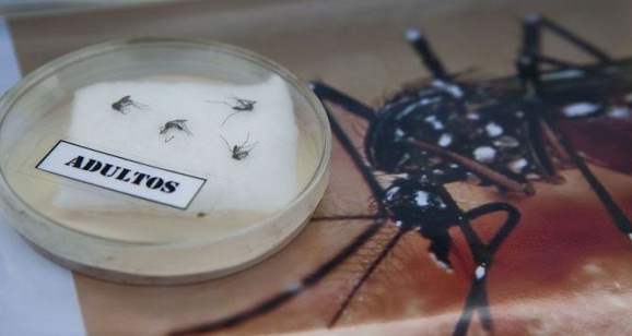 Virus Zika yang menebar lewat nyamuk type aedes, Tanda-tanda Seperti Demam Berdarah 