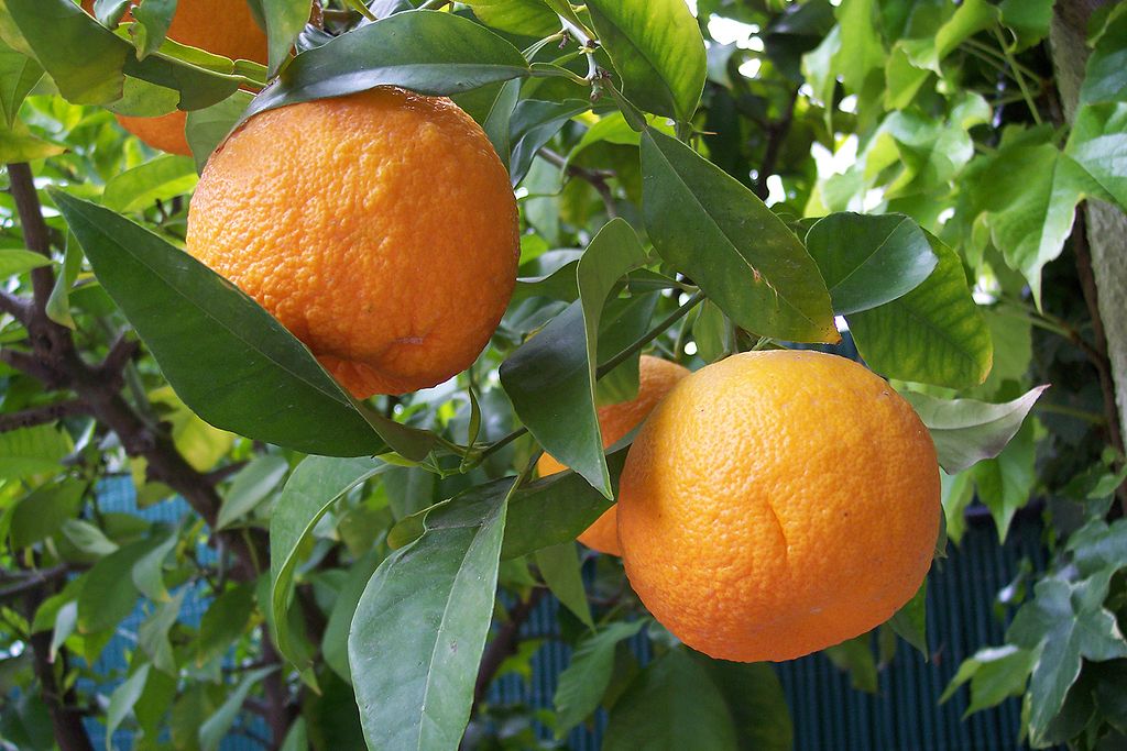 Why Buy Seville Oranges? This Expert Marmalade Maker Knows!