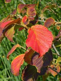 Hamamelis × intermedia 'Diane'  witch hazel fall foliage Toronto Botanical Garden by garden muses-not another Toronto gardening blog