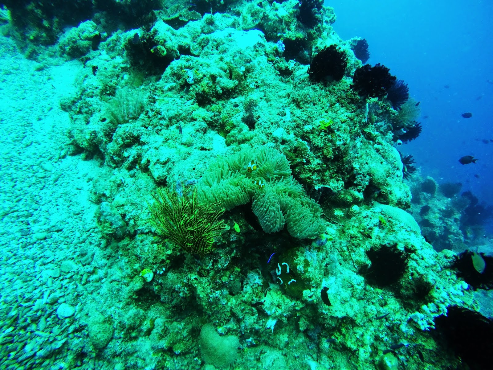 Scuba Diving at Lemlunay Scuba Diving at Lemlunay