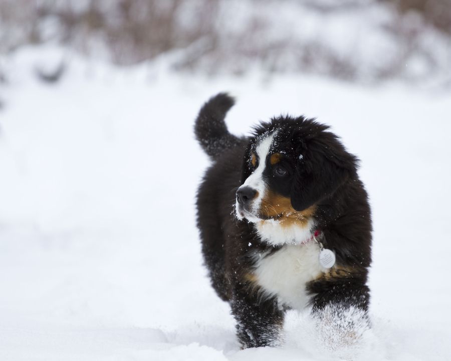 11. Berner Pup in the Snow by John Gessner