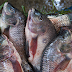 Tilapia imports banned due to unknown virus 