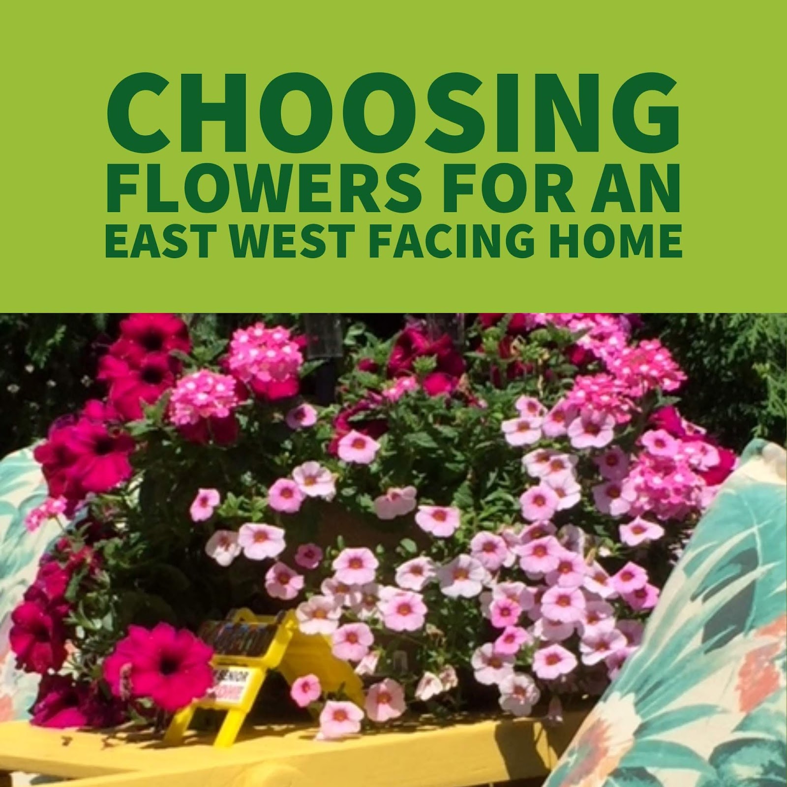 Choosing Flowers for an East West Facing Home