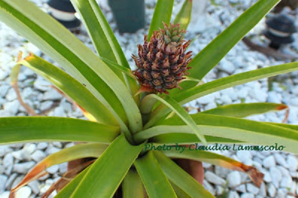 Pineapple plant growing out of a large pot 