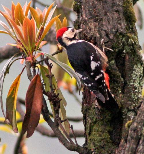 Birds of India - Image of Scarlet-breasted woodpecker - Dryobates cathpharius