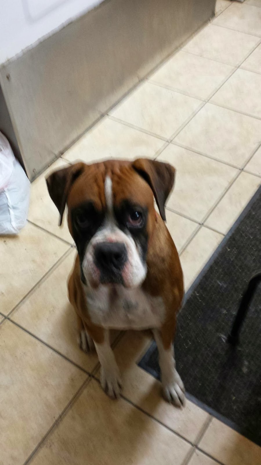 New York Wildlife Rescue Happy Update Lovely Dogs Need Homes