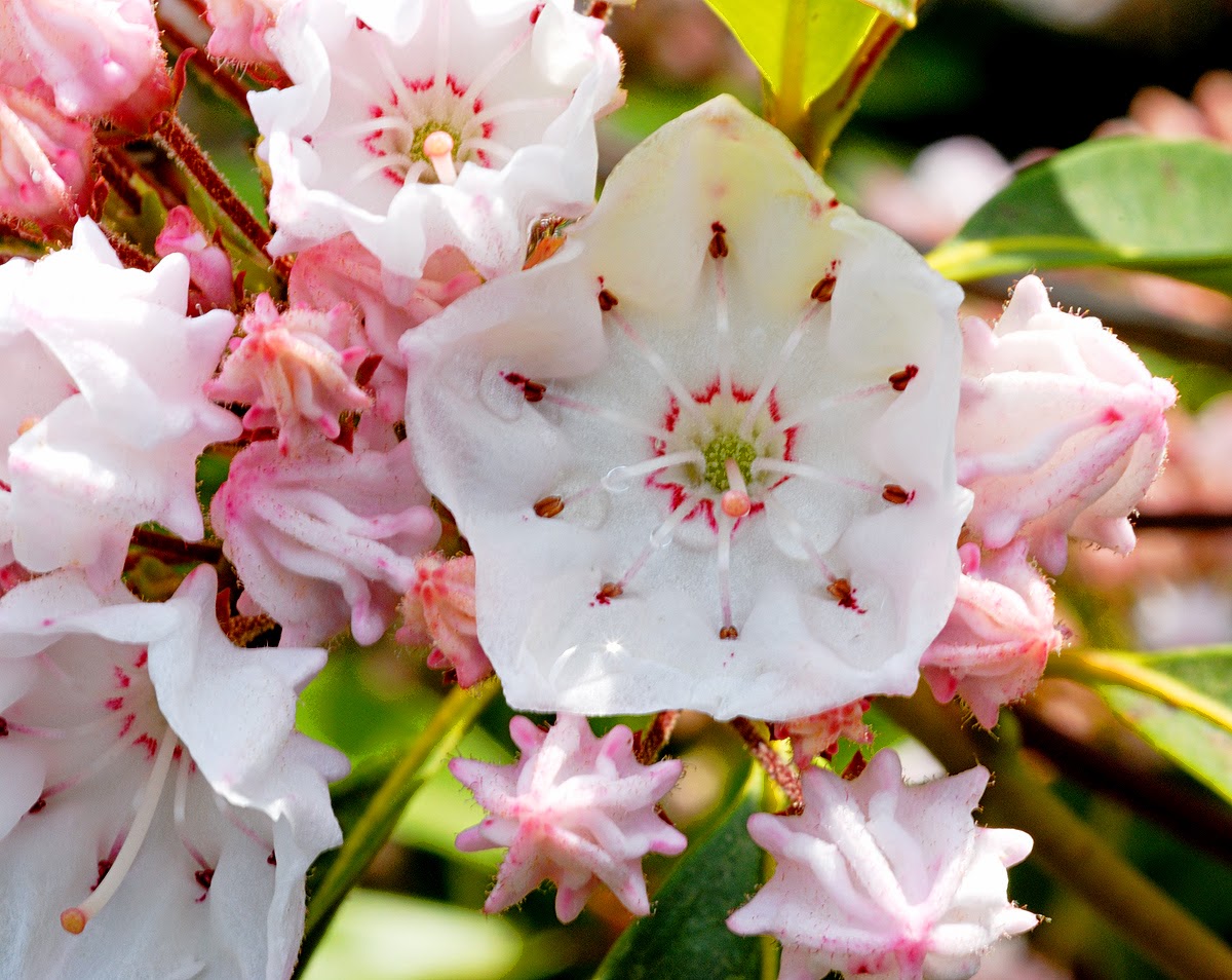 Flower Homes Mountain Laurel Flowers