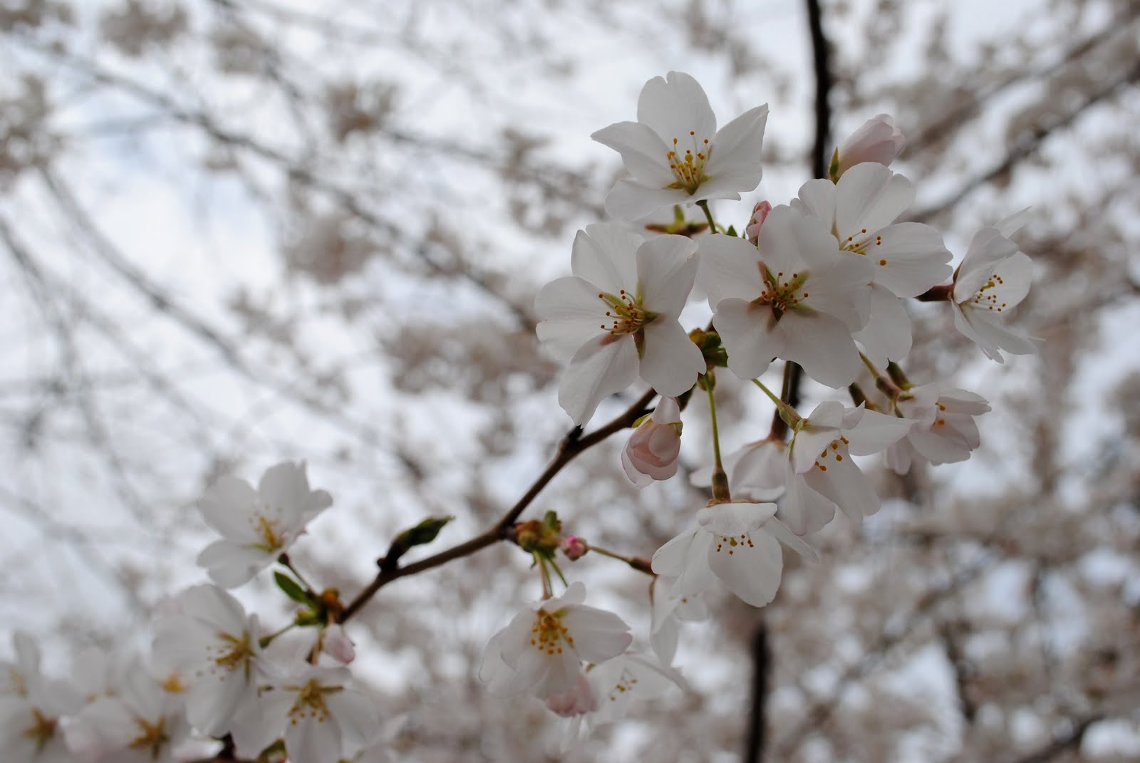Under the Black Umbrella Cherry Blossom Festival