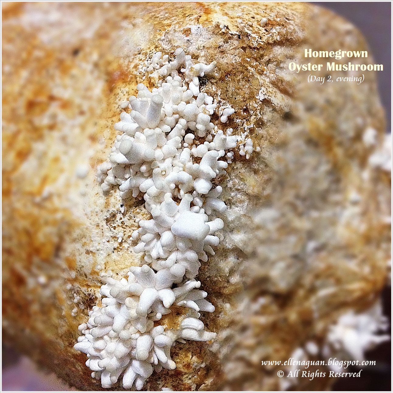 Home Grown Oyster Mushroom