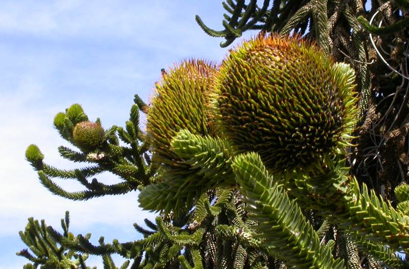 THE MONKEY PUZZLE TREE Araucaria araucana The Garden of Eaden