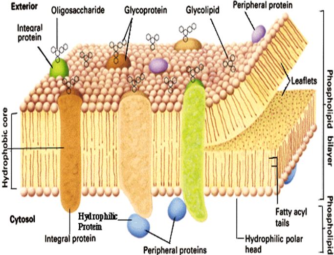Apa Itu Struktur Sel Prokariotik : Bacteria dan Archaea