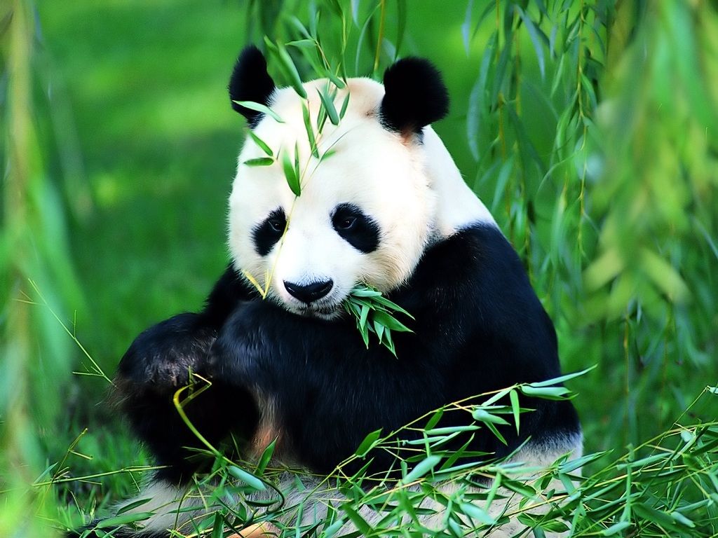  gambar  Gambar  Panda  Lucu  Lengkap