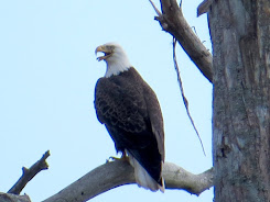 ACE Basin Bald Eagle