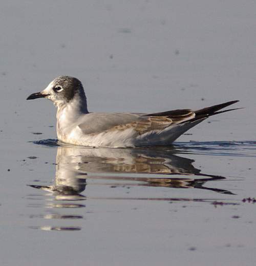 Franklin's gull Birds of India Bird World