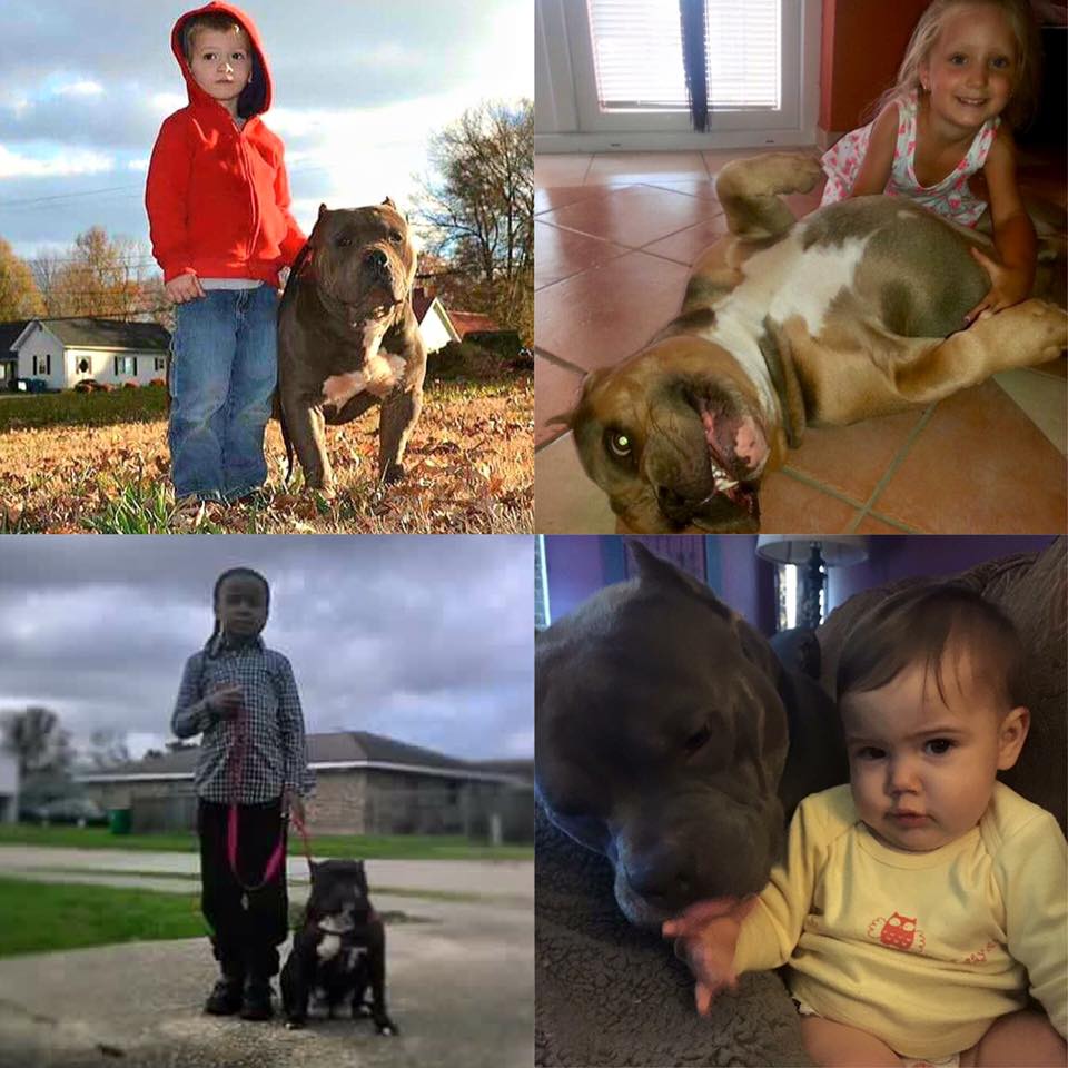 Tips To Avoid Being Ripped Off When Buying an American Bully BULLY