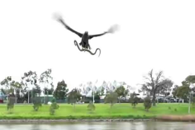 1a1ab Family enjoying riverside picnic in Australia get a nasty surprise when hawk drops live snake on their BBQ