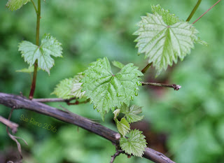 Fox grape leaves
