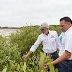 Vuelve a crecer el mangle en la costa norte de Yucatán