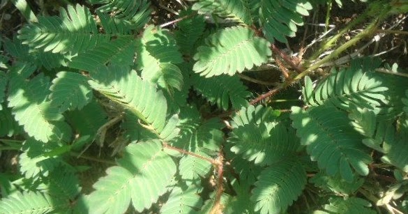 Ciri Khusus Tumbuhan Putri Malu Dan Fungsinya Website Pendidikan