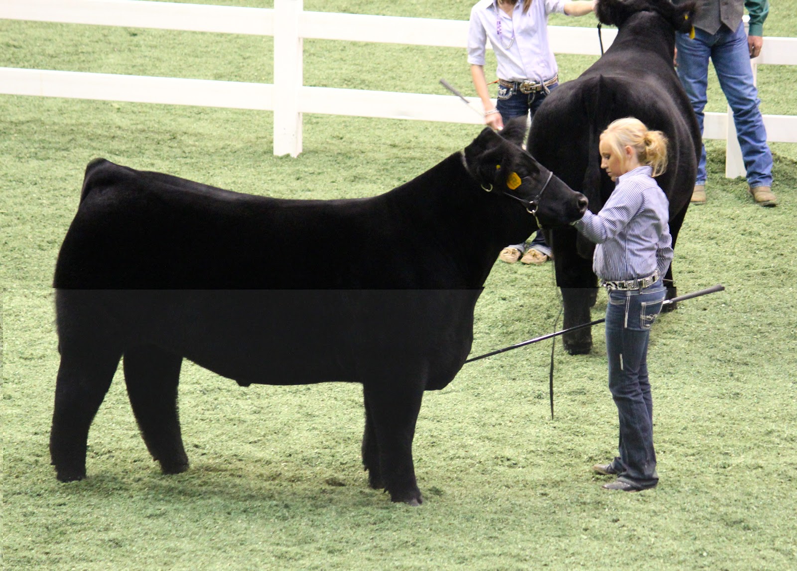 Executive Sires, Inc. American Royal Steer Show Class 9 Winner