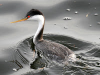 Clark's Grebe Clark's Grebe