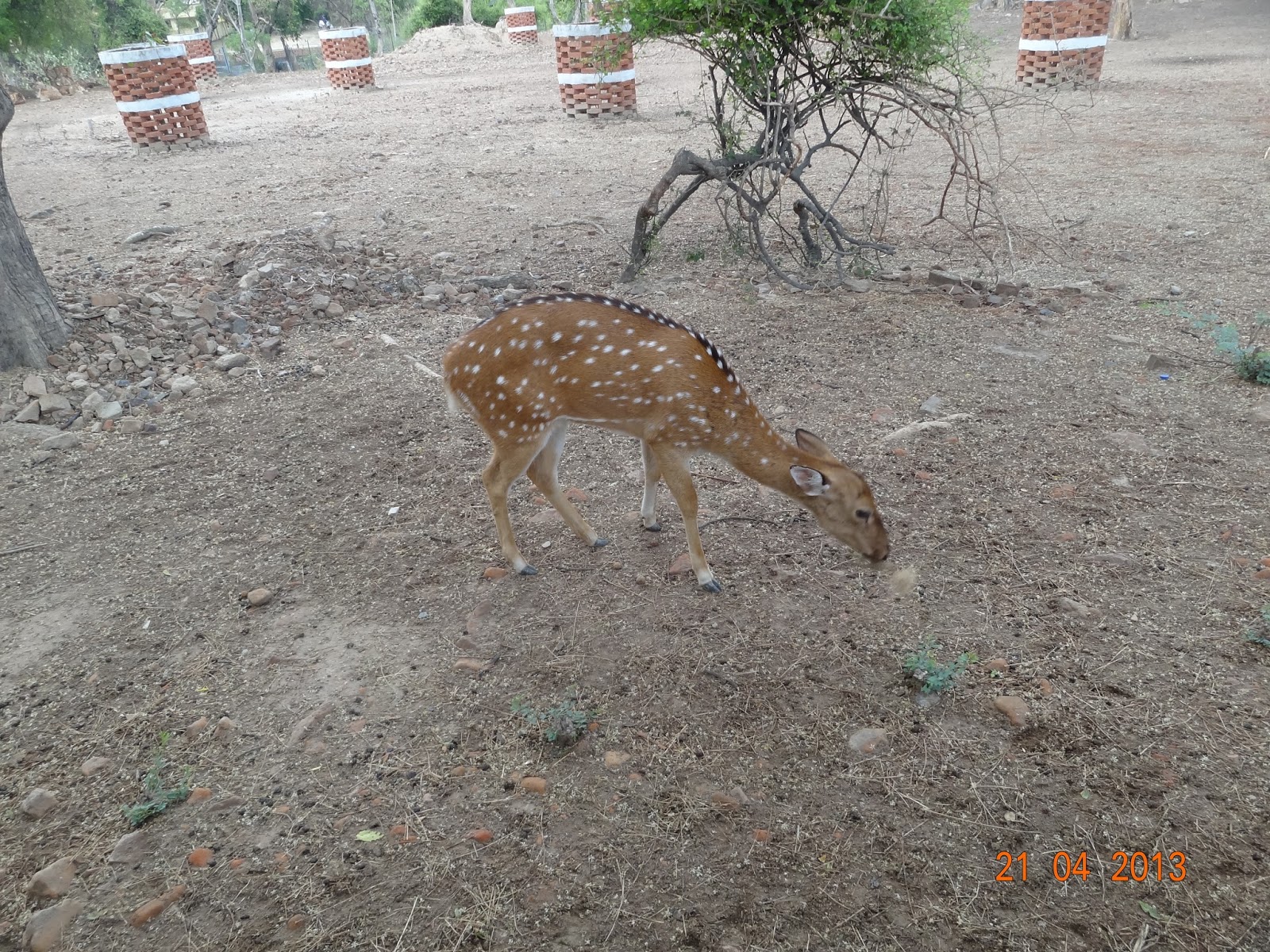 Varanasi Dear Park Zoo (Sarnath)