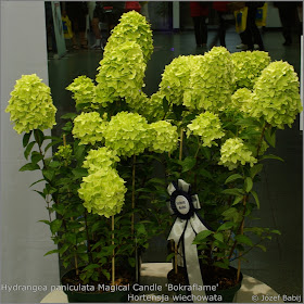Plant Gallery Encyklopedia Roslin Hydrangea Species And