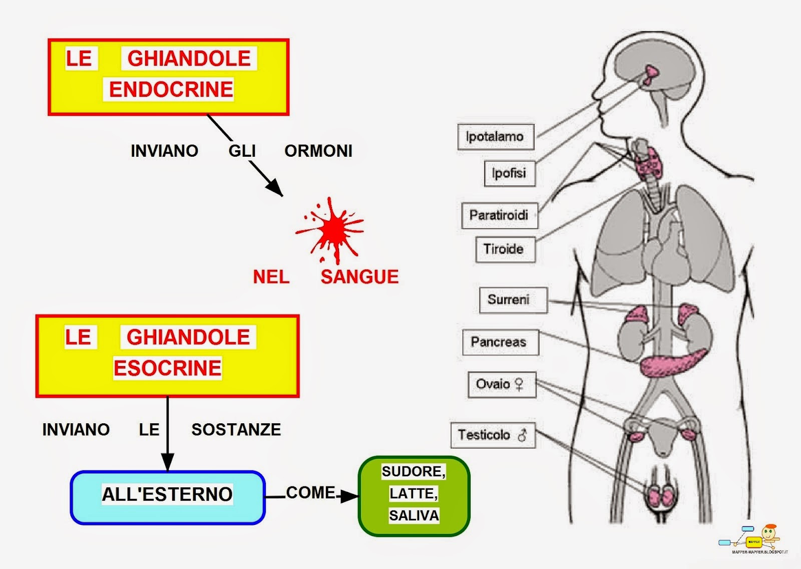 Mappa concettuale ghiandole endocrine • Mappa concettuale ghiandole endocrine •