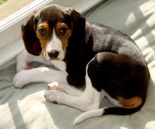 April 2012 | Dog Beagles