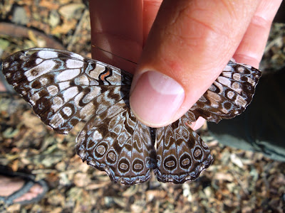 Hamadryas butterfly