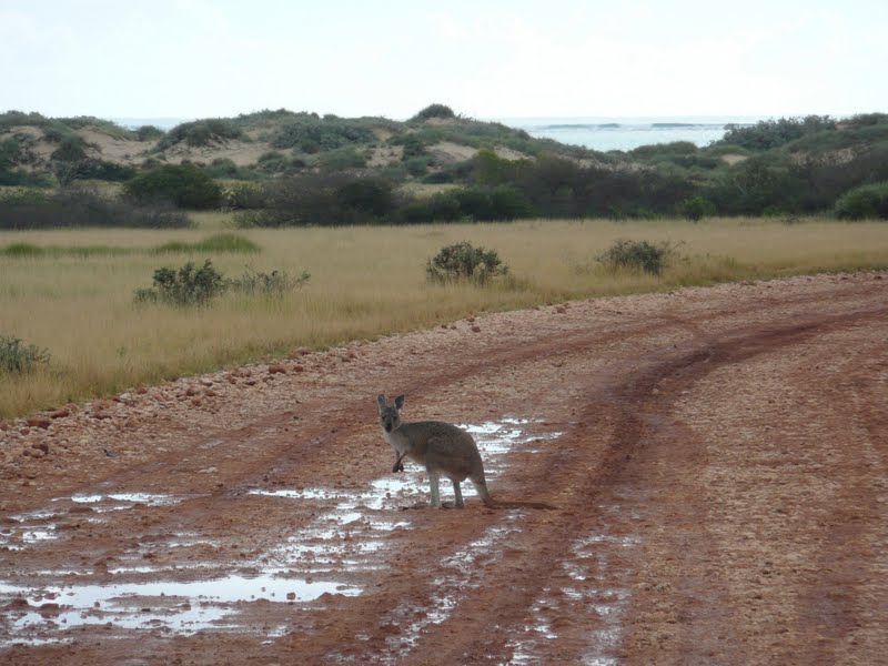 Nele & Andrew Around Oz Lakeside Campsite, Cape Range National Park