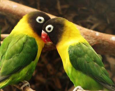 Cara Merawat dan Mengatasi Burung Lovebird Yang Sakit