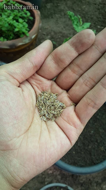 เมล็ดพันธ์ผักชีลาว เมล็ดพันธ์ผักชีลาว