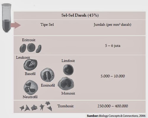 sel-sel darah sel-sel darah