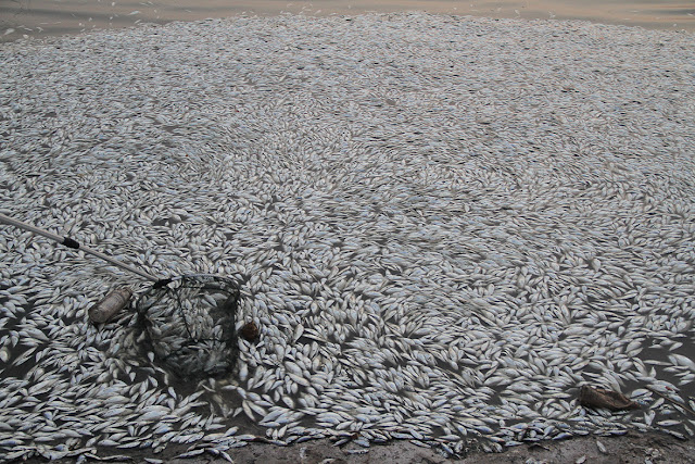 Another week on paradise: Millions of dead fish reported around the globe last week from Austria to  Tianjin-explosion-dead-fish-cyanide