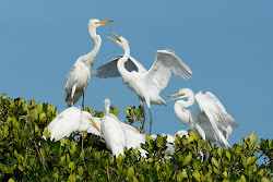 bird florida neck canoe egret appetit nesting petit bon oiseau families enjoy