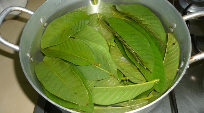 Begini Cara Mengolah Daun Jambu Biji Untuk Obati Diare Pada Anak Jaminansehat Com