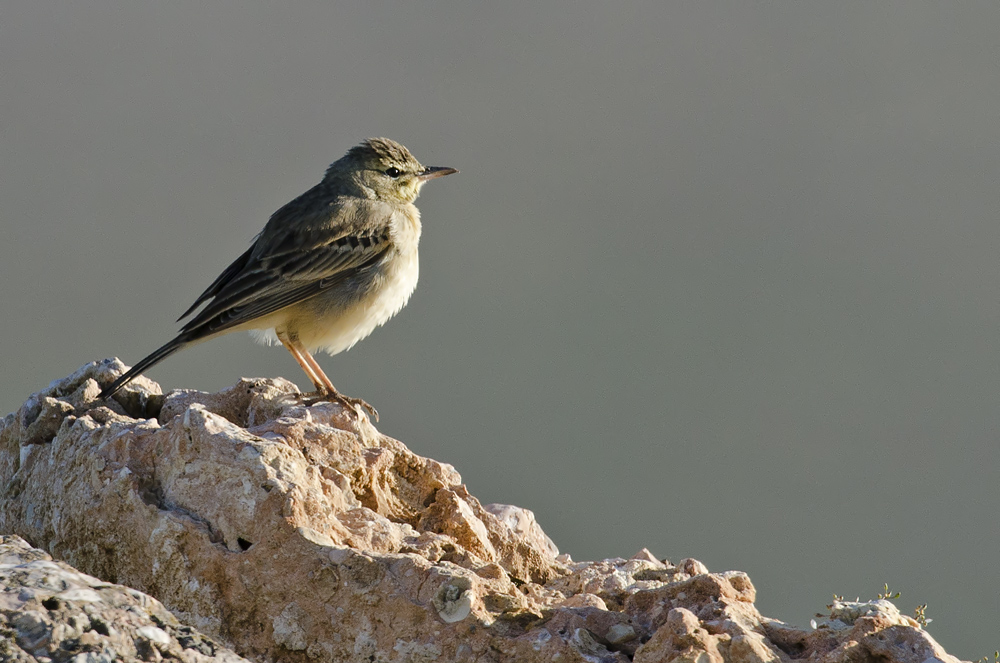 Bisbita campestre. Anthus campestris, Twany pipit Bisbita campestre. Anthus campestris, Twany pipit