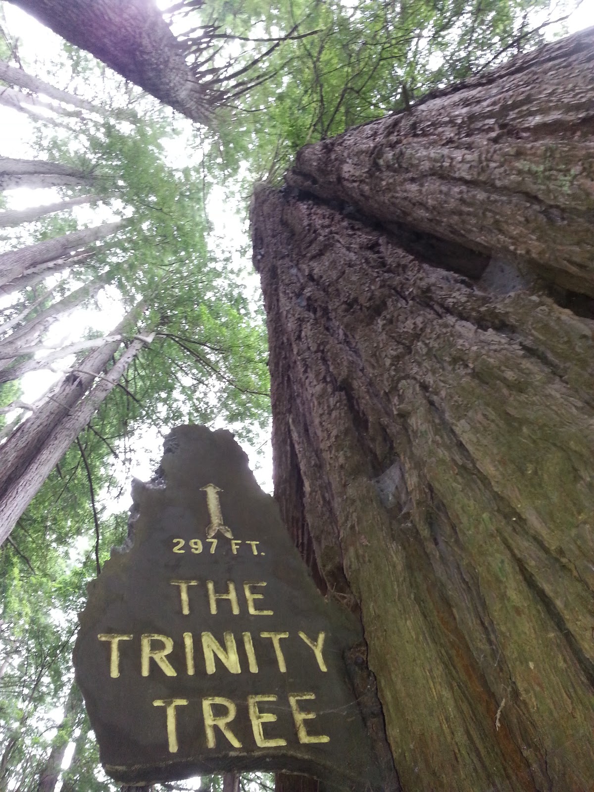 ארה"ב 2015 : Lake Tahoe and Redwoods national Park