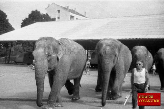 Les éléphants du cirque Pinder  marchent direction leur tente écurie 