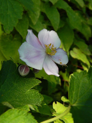 Anemone x hybrida September Charm wind anemone at the Toronto Botanical Garden by garden muses-not another Toronto gardening blog Anemone x hybrida September Charm wind anemone at the Toronto Botanical Garden by garden muses-not another Toronto gardening blog