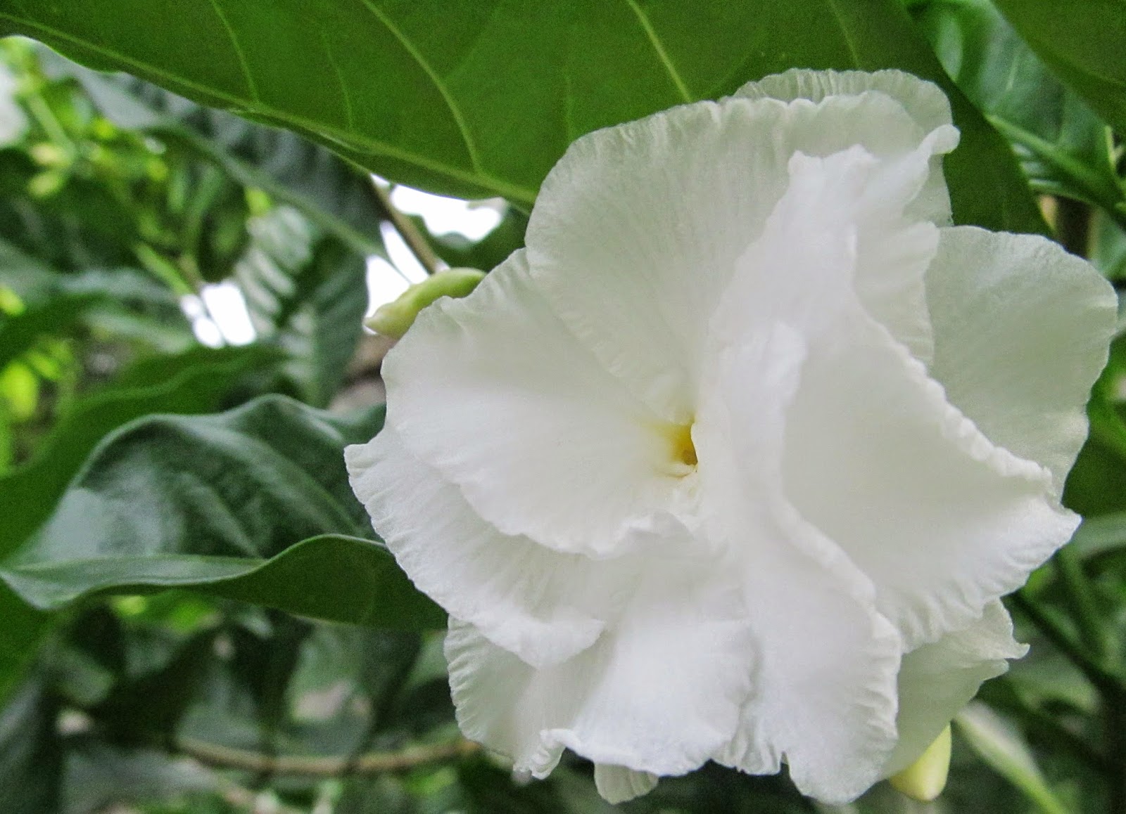 NATURAL & UNIQUE PHOTOGRAPHY TAGAR FLOWER , RANGAN FLOWER , AZUCENA