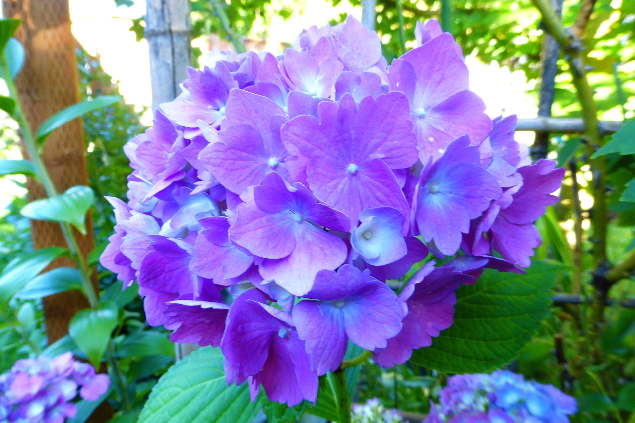 The Wanderer S Journal Four Tips In Growing Hydrangeas
