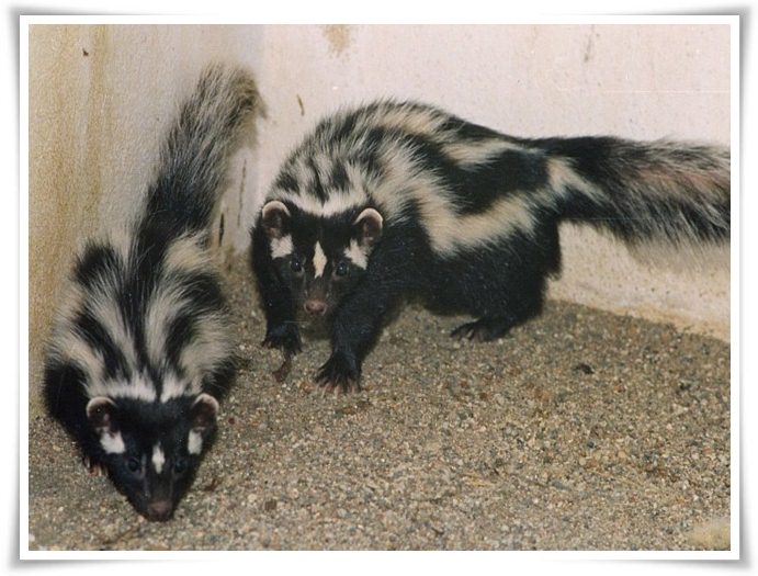 Zorilla facts and pictures Zorilla facts and pictures
